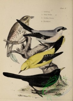 orioles-00112 - Redwing, Grey Shrike, Golden Oriole, Blackbird