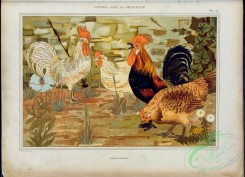 ornaments-00325 - 060-Coqs et poules