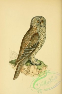 owls-00006 - Lap Owl