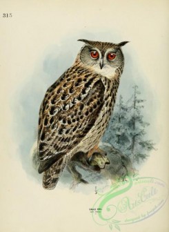 owls-00024 - EAGLE OWL