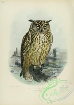 owls-00044 - EGYPTIAN EAGLE-OWL