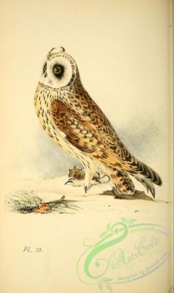 owls-00056 - Hawk Owl