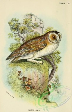 owls-00088 - Barn Owl