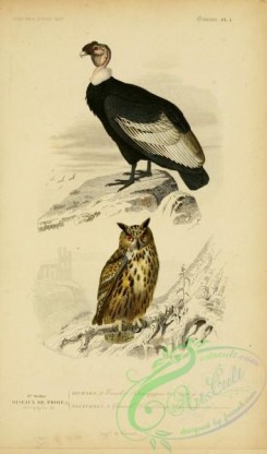 owls-00096 - Andean Condor, Eurasian Eagle-Owl