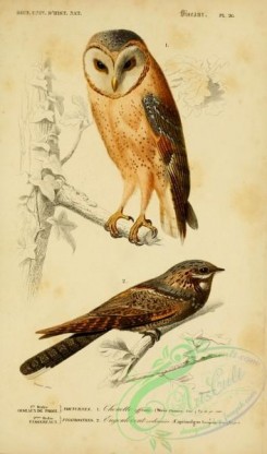 owls-00097 - White Owl, European Nightjar