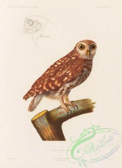 owls-00135 - strix numida