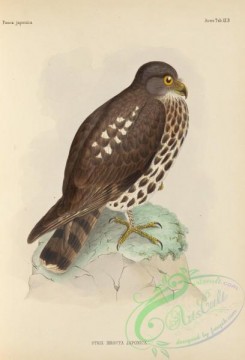 owls-00162 - 014-Northern Boobook (incl florensis), strix hirsuta japonica