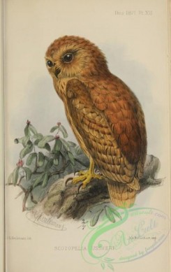 owls-00167 - Rufous Fishing-Owl, scotopelia ussheri