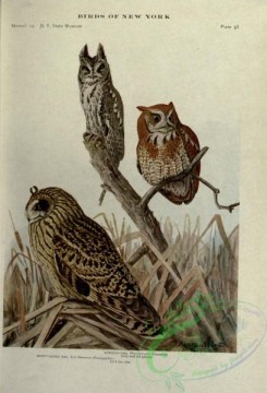 owls-00184 - Short-eared Owl, Screech Owl
