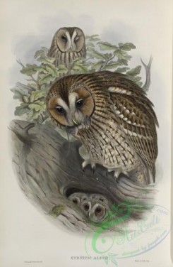 owls-00200 - 259-Syrnium aluco, Tawny or Brown Owl