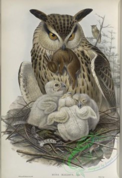 owls-00201 - 260-Bubo maximus, Eagle Owl