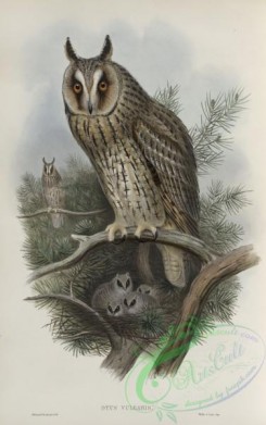owls-00202 - 261-Otus vulgris, Long-eared Owl