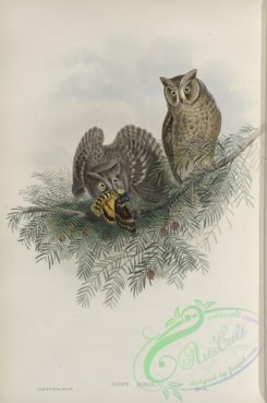 owls-00204 - 263-Scops zorca, Scops Eared Owl