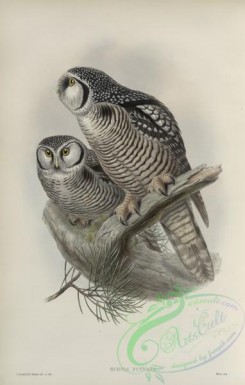 owls-00206 - 265-Surnia funerea, Hawk Owl