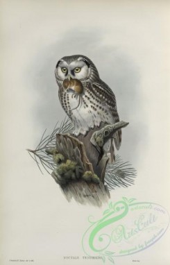 owls-00207 - 266-Nyctale tengmalmi, Tengmalm's Owl