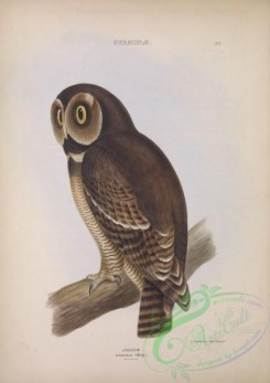 owls-00256 - Brown Wood-Owl