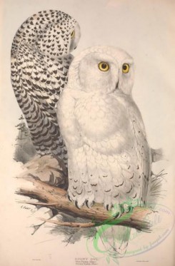 owls-00270 - Snowy Owl