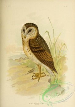 owls-00278 - Grass Owl
