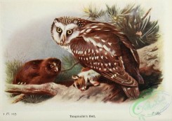 owls-00288 - Tengmalm's Owl