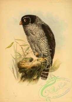 owls-00292 - ciccaba nigro-lineata