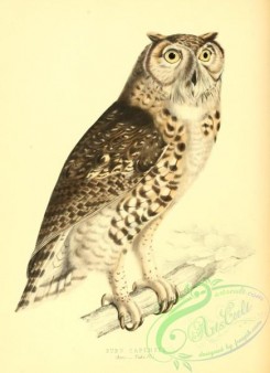 owls-00297 - Cape Eagle-Owl or Mackinder's Eagle Owl