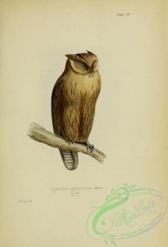 owls-00310 - Jamaican Owl