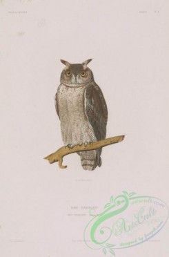 owls-00315 - otus cineraceus