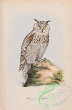 owls-00346 - 029a-Siberian Eared Owl, otus sibirica