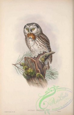 owls-00357 - 036-Tengmalm's Owl, nyctale tengmalmi