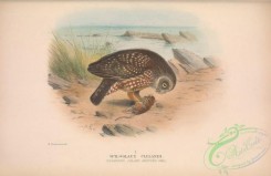 owls-00362 - 029-Flinders Island Spotted Owl, spiloglaux clelandi
