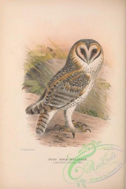 owls-00368 - 035-Chestnut-faced Owl, tyto novae-hollandiae