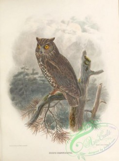 owls-00379 - 027-Kennicott's Screech-Owl, scops kennicotti