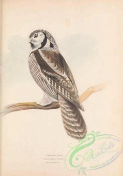 owls-00383 - Canada Owl, noctua funeria