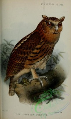 owls-00405 - Lesser Eagle-Owl, pseudoptynx gurneyi