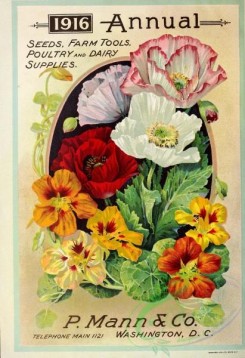 pansy-00067 - 150123 - 011-Pansies, bouquet, Poppy