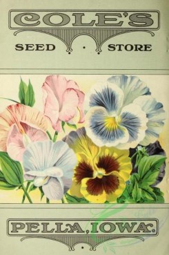 pansy-00072 - 150189 - 073-Pansy