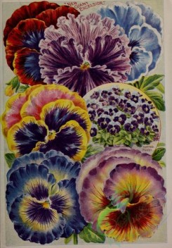 pansy-00089 - 152204 - 013-Pansy