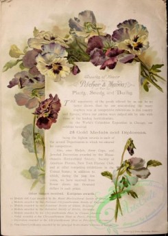 pansy-00154 - 092-Pansies, letter, paper, page, scroll, frame