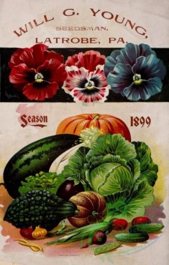 pansy-00159 - 048-Pansies, Vegetables, Harves, Watermelon, Cabbage, Squash, Musk melon