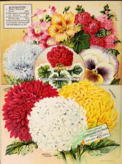pansy-00219 - 021-Chrysanthemum, Pansies, Hollyhocks, nasturtium, penstemon, centaurea imperialis