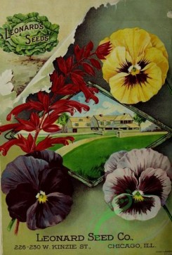 pansy-00313 - 050-Pansies, Cabbage, House