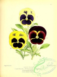pansy-00350 - fancy pansies