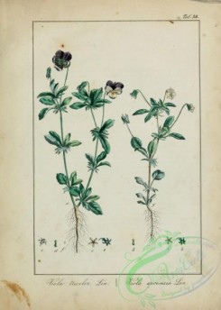 pansy-00373 - viola tricolor, viola arvensis