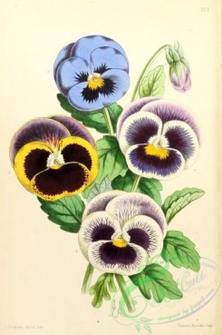 pansy-00386 - Pansies Fancy