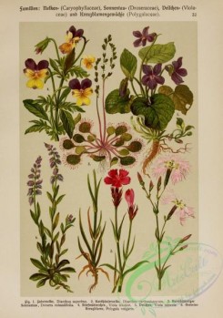 pansy-00392 - dianthus superbus, dianthus carthusianorum, drosera rotundifolia, viola tricolor, viola odorata, polygala vulgaris