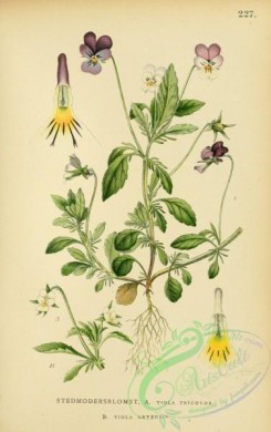 pansy-00405 - viola tricolor, viola arvensis