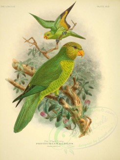 parrots_birds-00038 - Plain Lory [2615x3488]