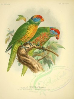 parrots_birds-00055 - Verreaux's Lory [2615x3488]