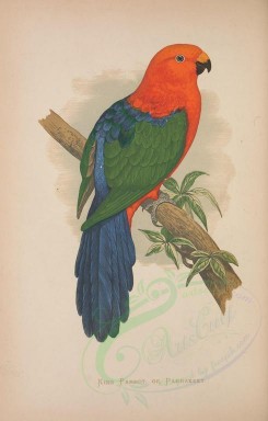 parrots_birds-00140 - KING PARROT OR PARRAKEET [2372x3715]