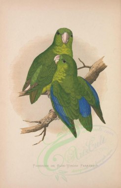parrots_birds-00173 - PASSERINE OR BLUE-WINGED PARRAKEET [2379x3706]